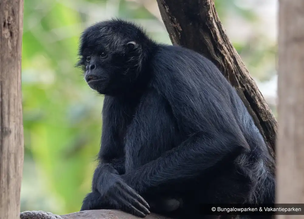 Zooparc Overloon