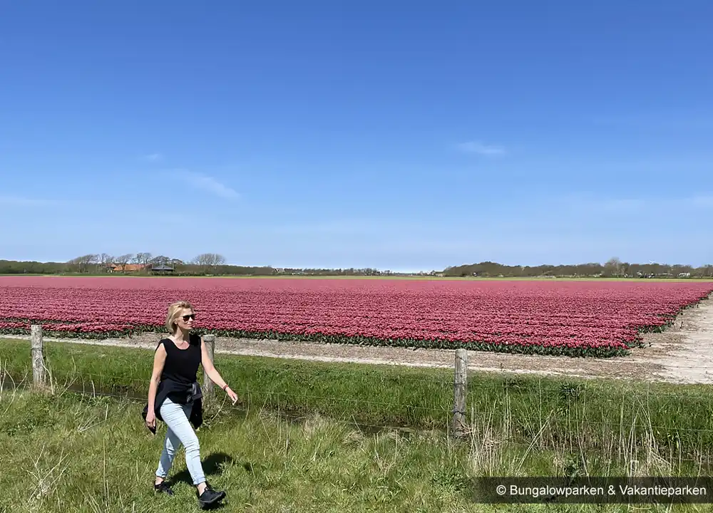 Wandelen langs Bollenvelden Noord-Holland